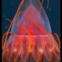 Hełmowa meduza.
