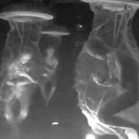 Ta tajemnica dotyczy wspólnego laboratorium biogenetycznego rządu USA i pozaziemskich cywilizacji.