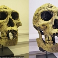 Czaszka najstarszego Homo Erectus.