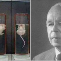 Podczas brutalnych badań na Harvardzie w latach 50, dr Kurt Richter umieścił szczury w basenie z wodą.