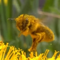 Pszczoły są święte dla naszego istnienia na tej Ziemi.