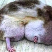 Po dwóch latach jej spożywania mysz została doprowadzona do takiego stanu.