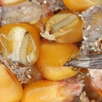 Mól spożywczy to niewielkich rozmiarów owad, który potrafi siać prawdziwe spustoszenie wśród kuchennych szafek.