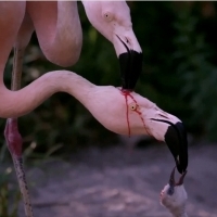 Rodzice flamingów produkują mleko roślinne w swoich przewodach pokarmowych i zwracają je, aby nakarmić swoje młode.
