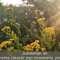 Wrotycz - zioło zakazane: