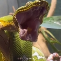 Dlaczego węże zjadają swój ogon?