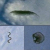 Biological UFOs