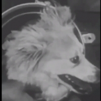 Łajka był radzieckim psem kosmicznym, który stał się jednym z pierwszych zwierząt w kosmosie i pierwszym zwierzęciem, które okrążyło Ziemię.