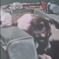 Łajka był radzieckim psem kosmicznym, który stał się jednym z pierwszych zwierząt w kosmosie i pierwszym zwierzęciem, które okrążyło Ziemię.
