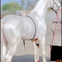 Koń achał-tekiński – wysoce szlachetna rasa konia gorącokrwistego pochodzącego z Turkiestanu.