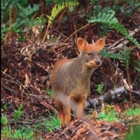 To jest Pudu, najmniejszy gatunek jelenia na świecie.