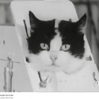 Poznaj Félicette, pierwszego (i jedynego) kota astronautę w historii