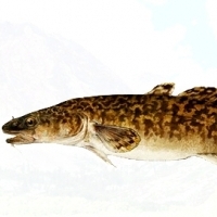 Miętus to słodkowodna ryba z rodziny dorszowatych, która na Mazurach uchodzi za lokalny przysmak.