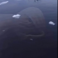Ningens to humanoidalne stworzenia żyjące w lodowatych wodach w pobliżu Antarktydy.