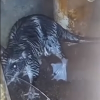 Co to za zwierzątko?