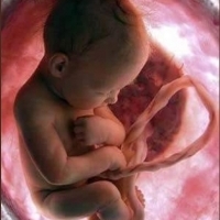 Podczas ciąży komórki dziecka migrują do krwiobiegu matki, a następnie wracają do dziecka.