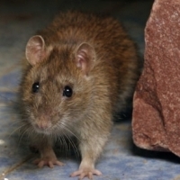 Domowe sposoby na pozbycie się myszy.