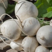 Rzepa (brassica rapa) to roślina należąca do rodziny kapustowatych.