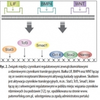 Tymi genami były Oct4, Sox2, c-Myc i Klf4, kodujące białka nazwane później czynnikami Yamanaki.