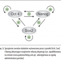 Tymi genami były Oct4, Sox2, c-Myc i Klf4, kodujące białka nazwane później czynnikami Yamanaki.