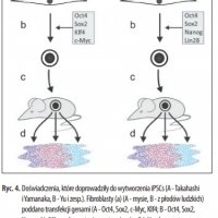 Tymi genami były Oct4, Sox2, c-Myc i Klf4, kodujące białka nazwane później czynnikami Yamanaki.