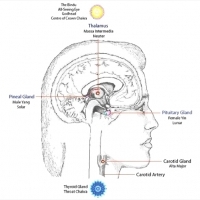 Przysadka mózgowa reprezentuje pierwiastek żeński, a szyszynka pierwiastek męski.