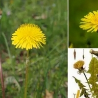 Mniszek lekarski, znany również jako Taraxacum officinale, od dawna jest ceniony za swoje właściwości lecznicze.