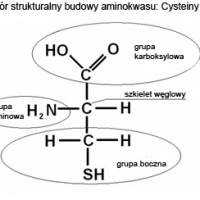 Wpływ na długowieczność: Epigenetyka i zegary biologiczne.