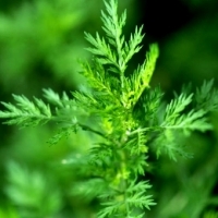 Artemisia annua, czyli bylica roczna, kryje w sobie bogactwo cennych substancji.