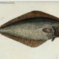 Zaskakująca prawda o rybie halibut, która jest prawdziwą tarczą przed rakiem.