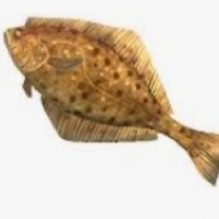 Zaskakująca prawda o rybie halibut, która jest prawdziwą tarczą przed rakiem.