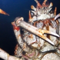  Japoński krab pacyficzny. Wielki krab morski potwór shinin-gani.