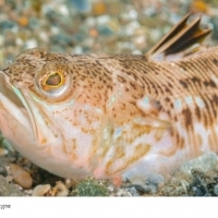 Ostrosz drakon niebezpieczna ryba w Bałtyku. Piekielny ból, który trwa nawet cztery miesiące.