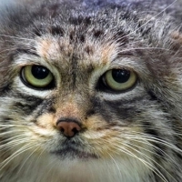 Manul (Otocolobus manul) to kot zamieszkujący tereny stepowe i górskie Azji Środkowej.
