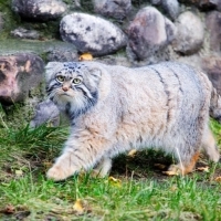 Manul (Otocolobus manul) to kot zamieszkujący tereny stepowe i górskie Azji Środkowej.