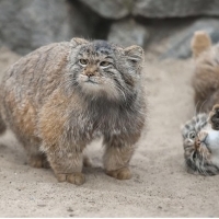 Manul (Otocolobus manul) to kot zamieszkujący tereny stepowe i górskie Azji Środkowej.