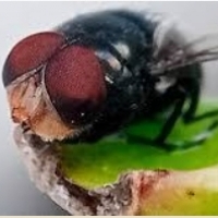 Mucha śrubowa (Cochliomyia hominivorax) - groźny pasożyt zwierząt i ludzi.