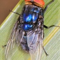 Mucha śrubowa (Cochliomyia hominivorax) - groźny pasożyt zwierząt i ludzi.