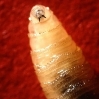 Mucha śrubowa (Cochliomyia hominivorax) - groźny pasożyt zwierząt i ludzi.