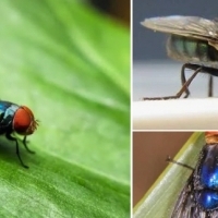 Mucha śrubowa (Cochliomyia hominivorax) - groźny pasożyt zwierząt i ludzi.