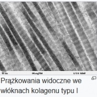 Jak picie kolagenu wpływa na organizm?