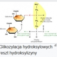 Jak picie kolagenu wpływa na organizm?