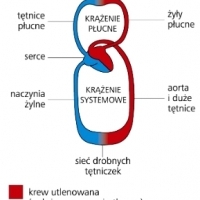 Flawan-3-ole obecne też w jabłkach mogą obniżać ciśnienie.