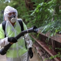 Choroby atakują. Chikungunya, gorączka Zachodniego Nilu i denga.