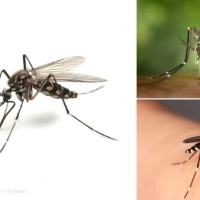 Choroby atakują. Chikungunya, gorączka Zachodniego Nilu i denga.