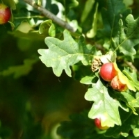 Te dziwne kulki w lasach to skarb. W średniowieczu robiono z nich atrament