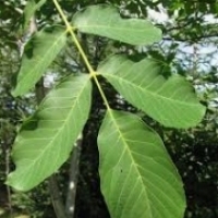 Nalewka z liści orzecha włoskiego.