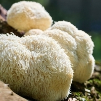 Soplówka jeżowata (Lion’s Mane) – siłownia dla neuronów i nie tylko