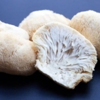 Soplówka jeżowata (Lion’s Mane) – siłownia dla neuronów i nie tylko