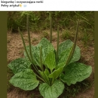 Odkryli nowy antybiotyk 100 razy silniejszy.